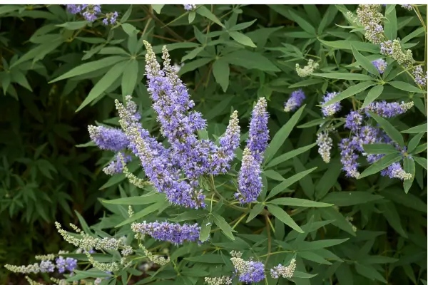 planta vitex