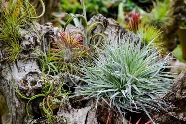tillandsia