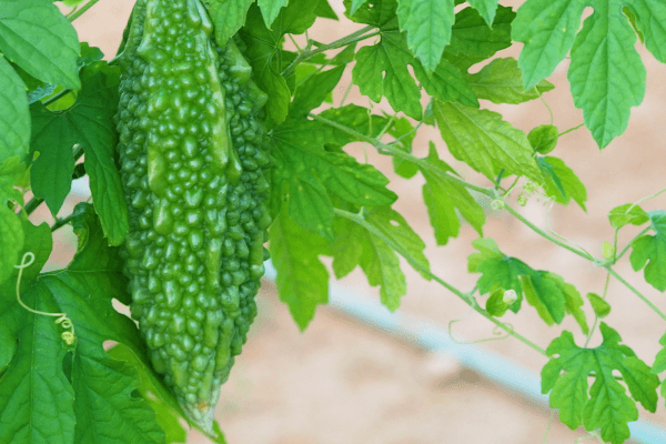 melao-de-sao-caetano