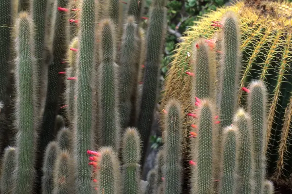 cacto-rabo-de-macaco