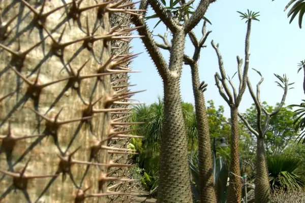 palmeira-de-madagascar